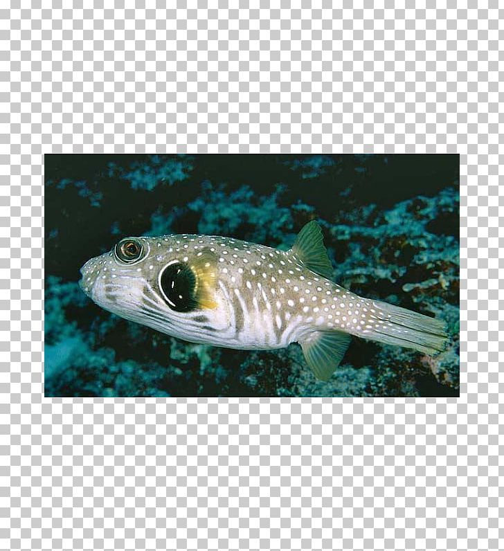 Pufferfish Fugu White-spotted Puffer Marine Biology Fauna PNG, Clipart, Animal Source Foods, Biology, Bony Fish, Fauna, Fish Free PNG Download