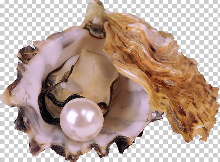Die Heimliche Unterstxfctzung Der Sucht: Co-Abhxe4ngigkeit Pearl Seashell Nayada PNG, Clipart, Animal Source Foods, Clam, Clams Oysters Mussels And Scallops, Conch, Coral Bleaching Free PNG Download