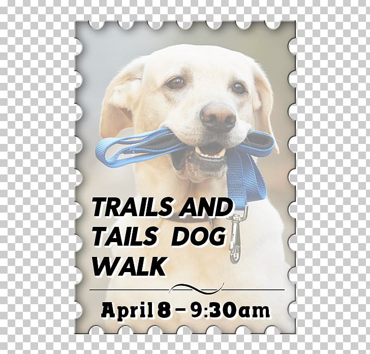 Labrador Retriever Cat Dog Collar Dog Walking Leash PNG, Clipart, Animals, Carnivoran, Dog, Dog Breed, Dogcat Relationship Free PNG Download