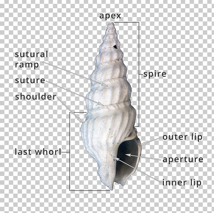 Organism Diagram Angle PNG, Clipart, Angle, Art, Diagram, Joint, Lip Free PNG Download