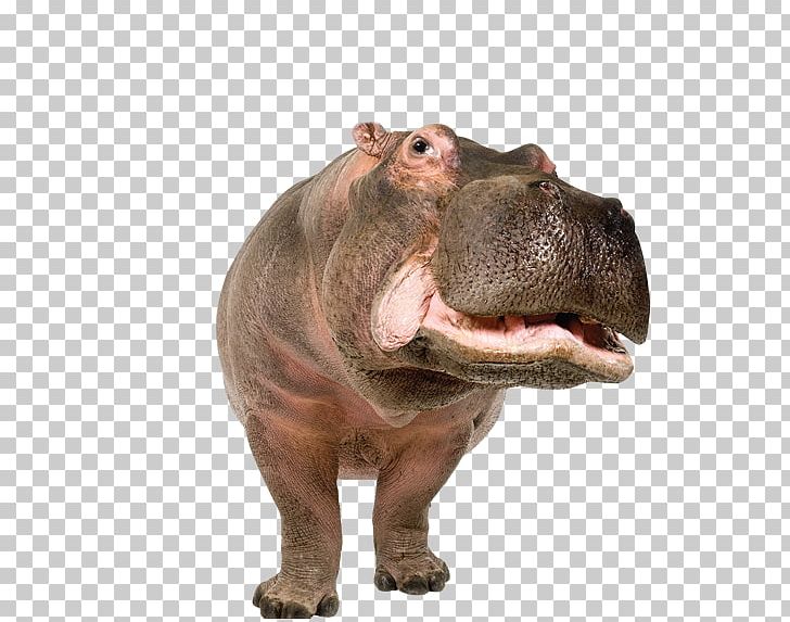 Pygmy Hippopotamus Rhinoceros Standee PNG, Clipart, Animal, Animal Figure, Animals, Fauna, Hippo Free PNG Download