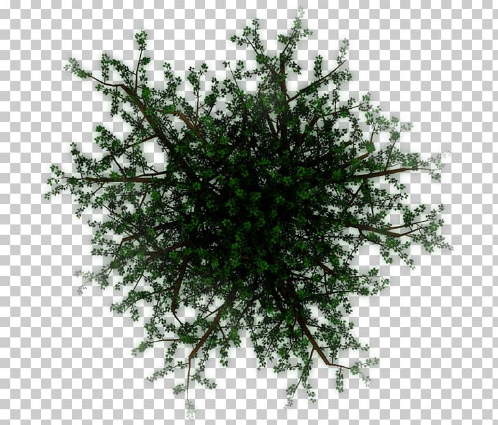 Shrub PNG, Clipart, Branch, Kind, Light, Others, Plant Free PNG Download