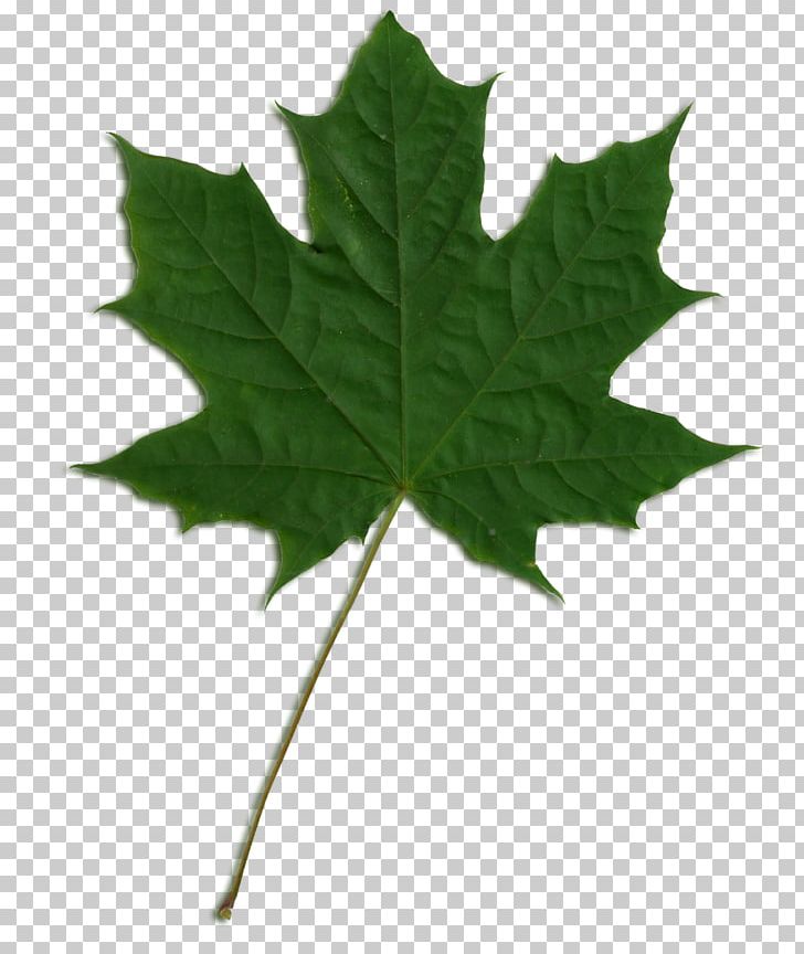 Sycamore Maple Norway Maple Maple Leaf PNG, Clipart, Autumn, Autumn Leaf Color, Drawing, Leaf, Maple Free PNG Download