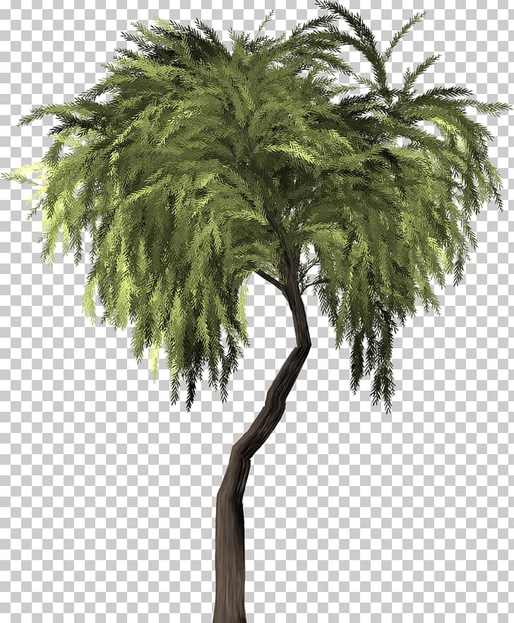 Weeping Willow Tree Salix Pierotii Branch Asian Palmyra Palm PNG, Clipart, Arecales, Borassus Flabellifer, Branch, Canopy, Date Palm Free PNG Download