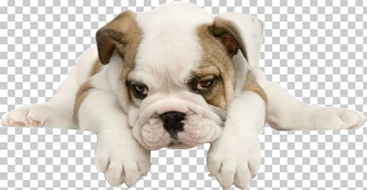 Bulldog Puppy Maltese Dog Pug Yorkshire Terrier PNG, Clipart, American Bulldog, Animals, Bulldog, Carnivoran, Companion Dog Free PNG Download