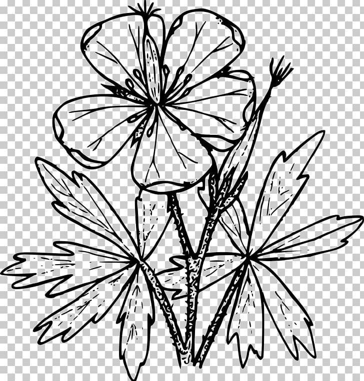 Coloring Book Drawing Geranium Viscosissimum PNG, Clipart, Black And White, Branch, Color, Coloring Book, Cranesbill Free PNG Download