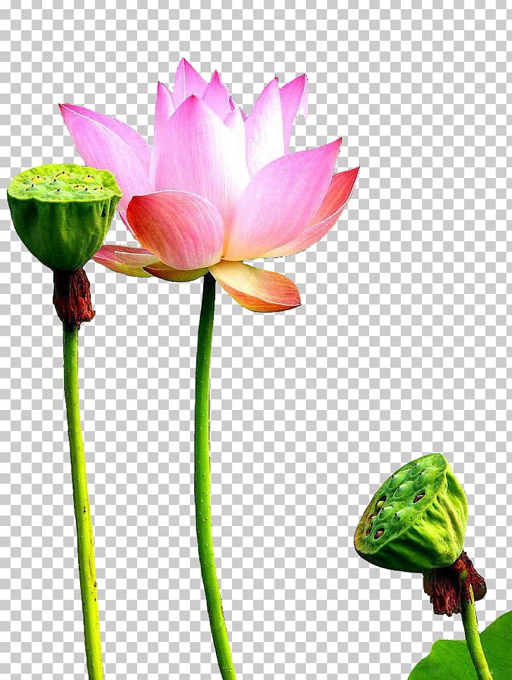 Heart Sutra U5fc3u7d93 Buddhism Song Prajxf1u0101 PNG, Clipart, Annual Plant, Aquatic Plant, Buddhism, Flower, Free Logo Design Template Free PNG Download