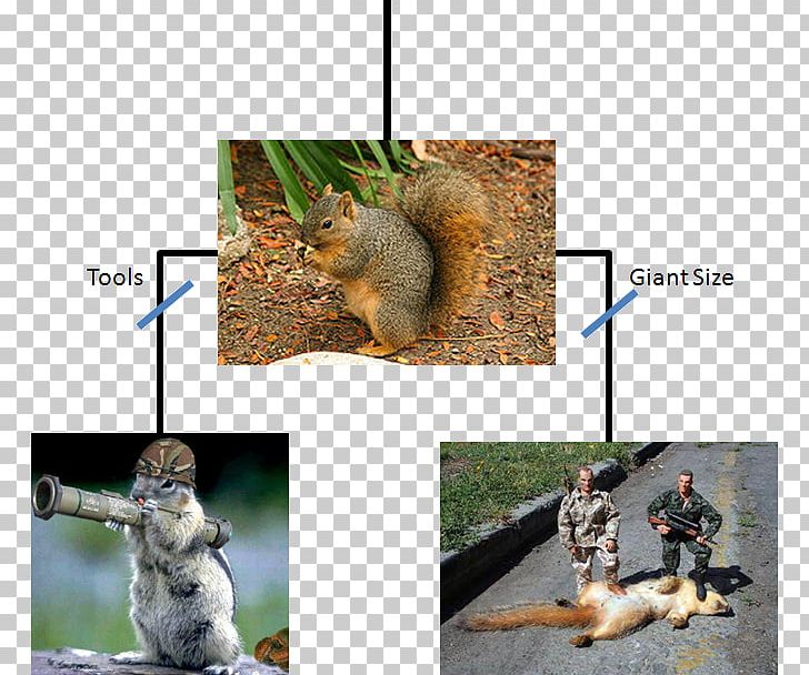 Prairie Dog Rodent Eastern Gray Squirrel Phylogenetic Tree Tree Squirrel PNG, Clipart, Adaptation, Biology, Chipmunk, Eastern Gray Squirrel, Evolution Free PNG Download