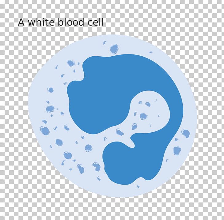 White Blood Cell Red Blood Cell PNG, Clipart, Assay, Blood, Blood Cell, Blood Cells, Blue Free PNG Download
