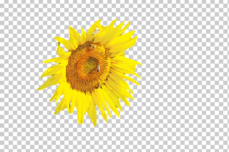 Daisy Family Sunflower Seed Cut Flowers Petal Pollen PNG, Clipart, Biology, Common Daisy, Cut Flowers, Daisy Family, Flower Free PNG Download