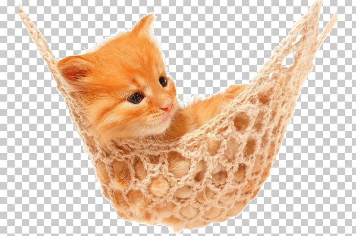 Cat Kitten High-definition Television 1080p WUXGA PNG, Clipart, 720p, 1080p, Animal, Aspect Ratio, Carnivoran Free PNG Download