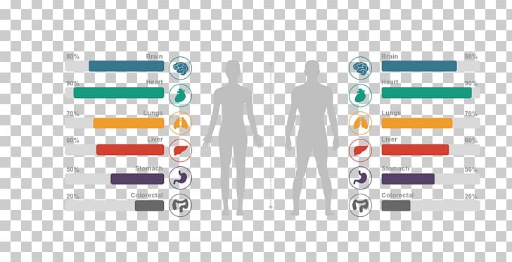 Human Body Chart Human Anatomy Homo Sapiens PNG, Clipart, Anatomy, Body Parts, Body Structure, Body Vector, Brand Free PNG Download