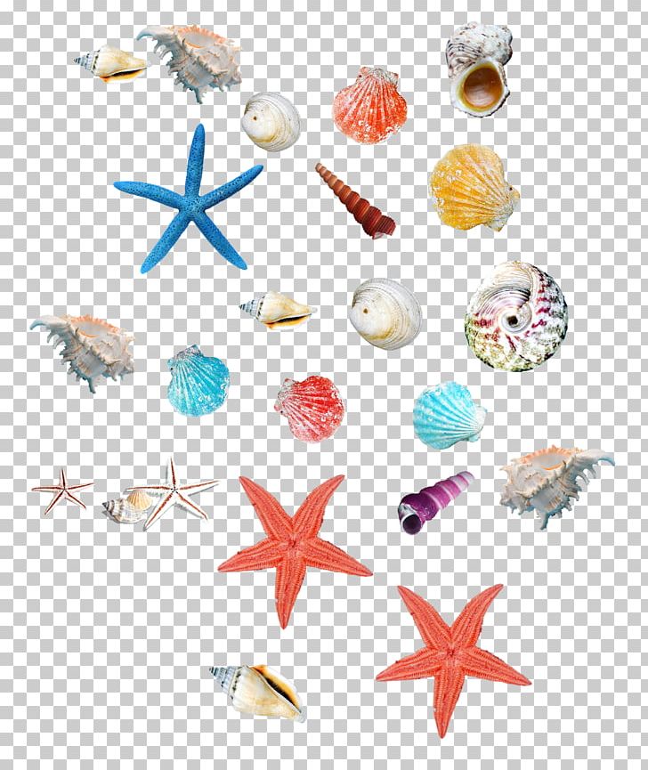 Seashell Starfish Icon PNG, Clipart, Body Jewelry, Conch, Download, Elements, Encapsulated Postscript Free PNG Download