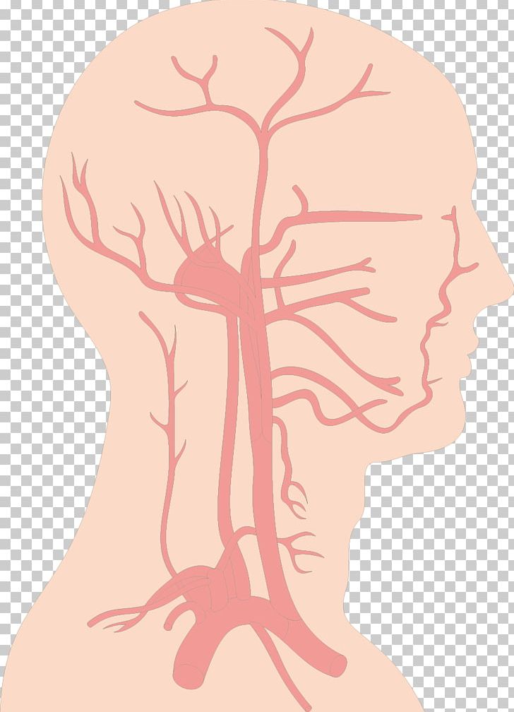 Blood Vessel Brain Circulatory System PNG, Clipart, Arm, Bloo, Creative Brain, Encapsulated Postscript, Face Free PNG Download