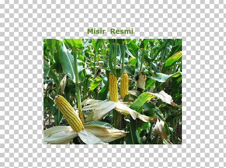 Maize Corn Kernel Sweet Corn Agriculture Corn Starch PNG, Clipart, Agriculture, Biofuel, Corn Gluten Meal, Corn Kernel, Corn Oil Free PNG Download