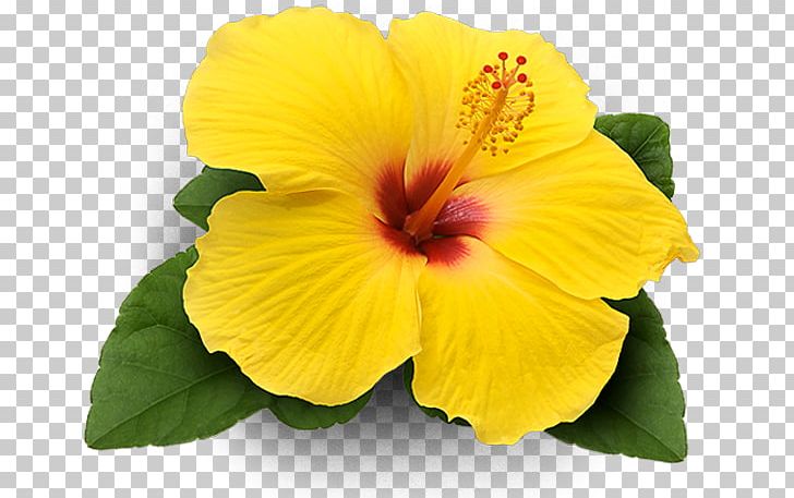 Shoeblackplant Yellow Flower Petal PNG, Clipart, Annual Plant, Cha, Chinese Hibiscus, Como, Cor Free PNG Download