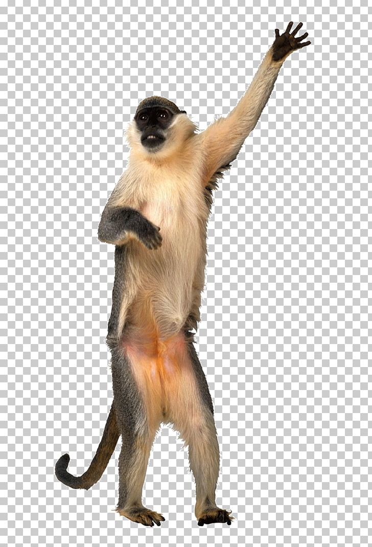 dancing monkey animation