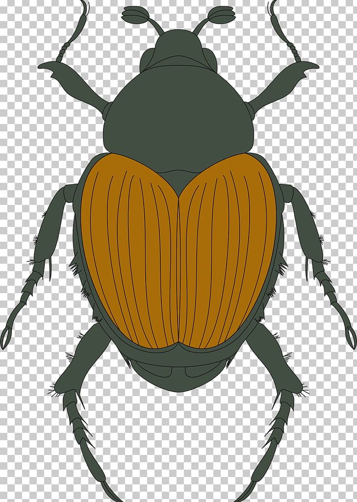Beetle Photography PNG, Clipart, Animals, Arthropod, Beetle, Download, Fictional Character Free PNG Download