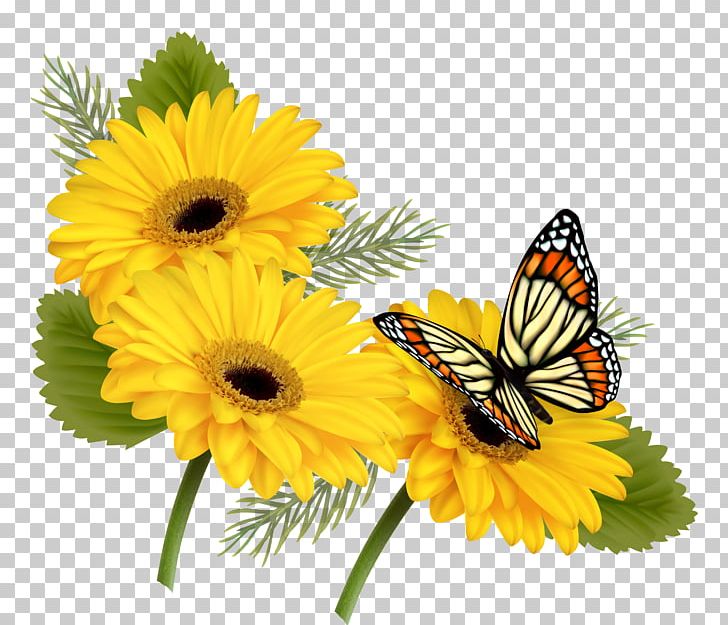 Butterfly Flower Yellow PNG, Clipart, Annual Plant, Brush Footed Butterfly, Butterfly, Color, Daisy Free PNG Download