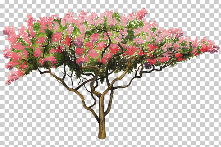 Crepe-myrtle Golden Shower Tree Flower Lagerstroemia Speciosa PNG, Clipart, Arboles, Bark, Blossom, Bonsai, Branch Free PNG Download