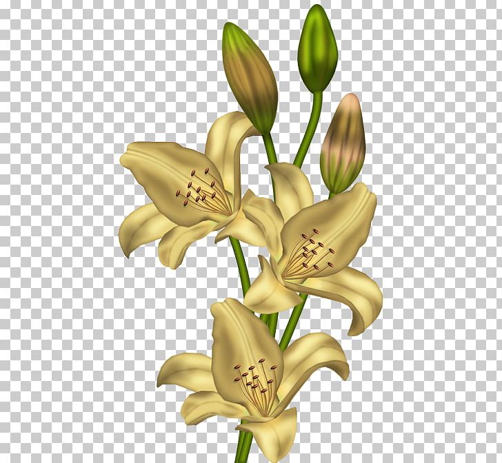 Lilium 'Stargazer' Flower Yellow PNG, Clipart, Cut Flowers, Daylily, Easter Lily, Flora, Flower Free PNG Download