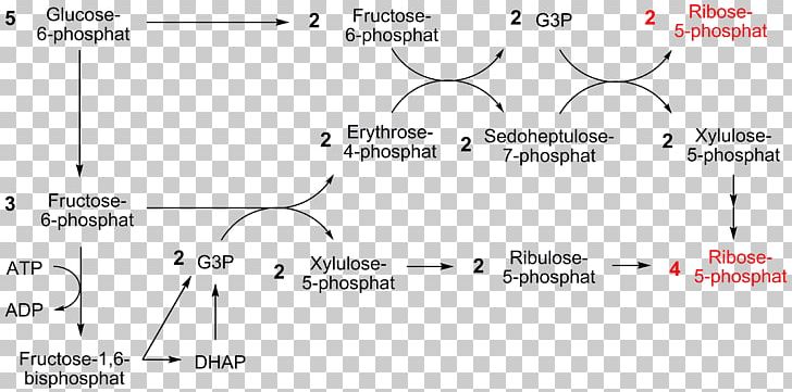 Pentose Phosphate Pathway Nicotinamide Adenine Dinucleotide Phosphate Oxidative Stress Ribose 5-phosphate Calvin Cycle PNG, Clipart, Angle, Area, Biochemistry, Black And White, Material Free PNG Download