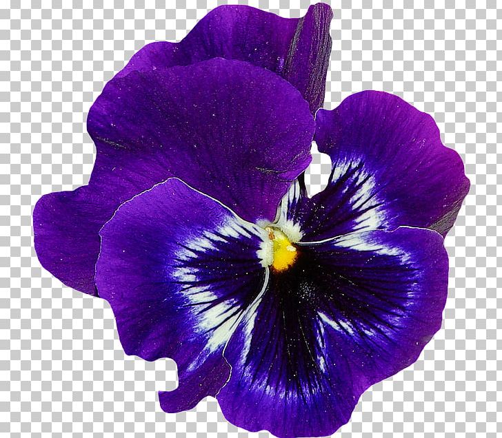 Sweet Violet Flower Pansy PNG, Clipart, Blue, Color, Flower, Flower Garden, Flowering Plant Free PNG Download