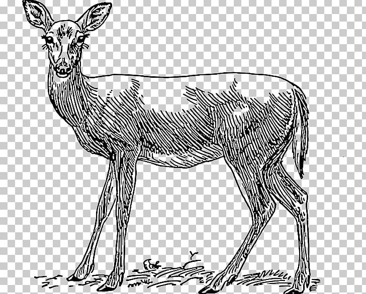 Red Deer PNG, Clipart, Animal, Animal Figure, Animals, Antelope, Antler Free PNG Download