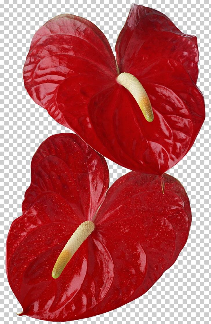 Anthurium Andraeanum Flower Photography Callalily PNG, Clipart, Amana Holdings Inc, Anthurium Andraeanum, Arum, Arumlily, Calla Free PNG Download