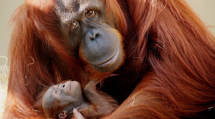 Busch Gardens Tampa SeaWorld Orlando Primate Bornean Orangutan PNG, Clipart, Animal, Animals, Ape, Bornean Orangutan, Busch Gardens Free PNG Download