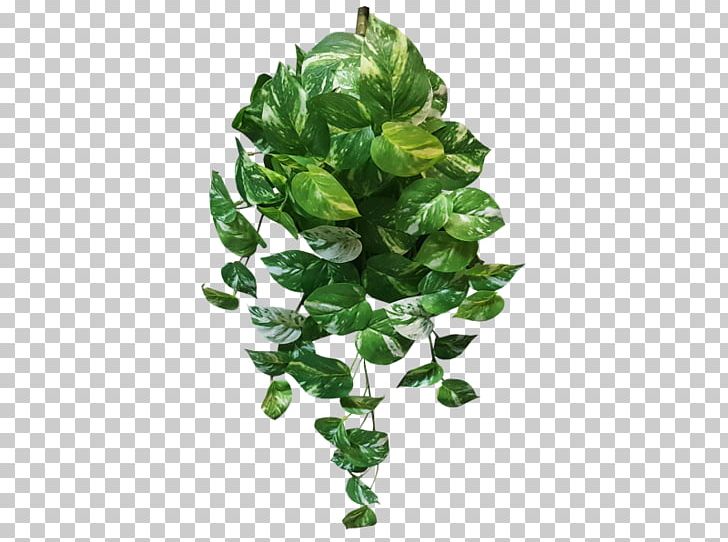 Devil's Ivy Plant Variegation Vine Leaf PNG, Clipart, Agave, Branch, Devils Ivy, Epipremnum, Flower Free PNG Download