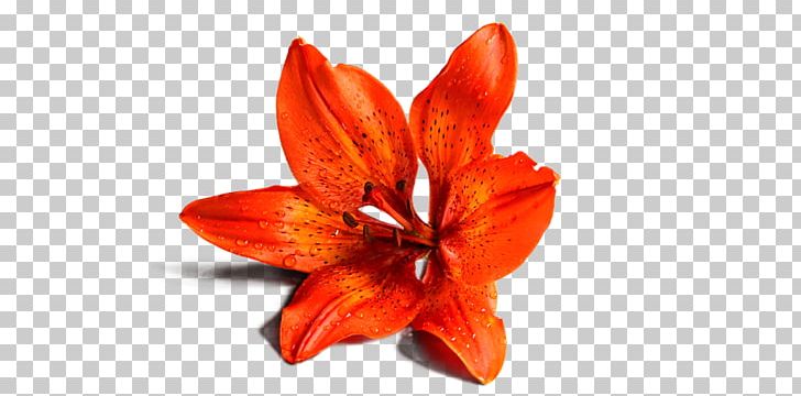 Lilium Flower Giovane Vita PNG, Clipart,  Free PNG Download