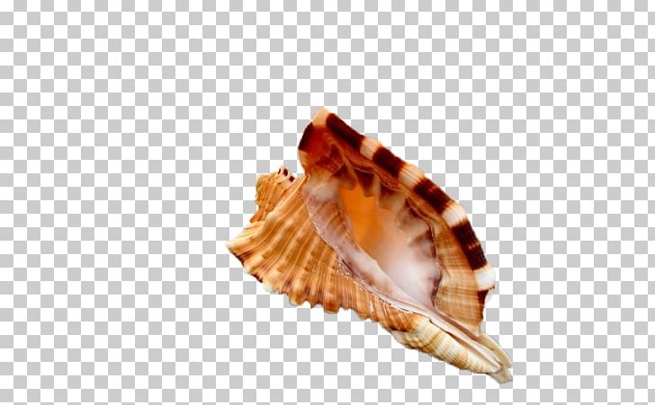 Seashell Gratis PNG, Clipart, Cartoon Conch, Clams Oysters Mussels And Scallops, Conch, Conch Blowing, Conchology Free PNG Download