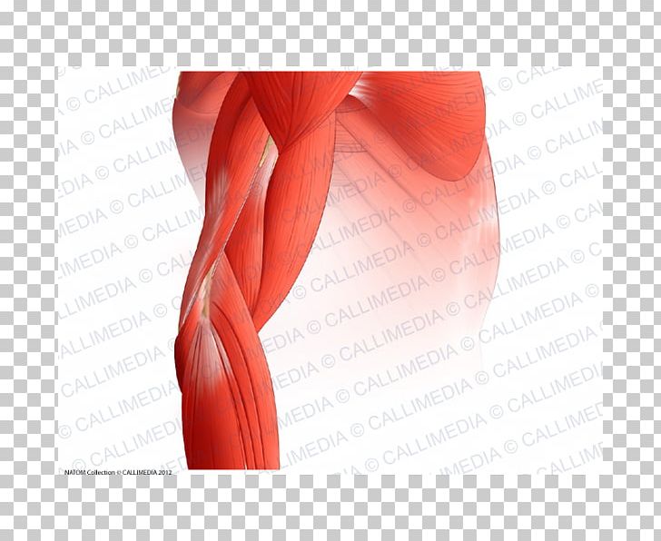 Elbow Arm Muscle Muscular System Thigh PNG, Clipart, Abdomen, Active Undergarment, Anatomy, Arm, Arm Muscle Free PNG Download