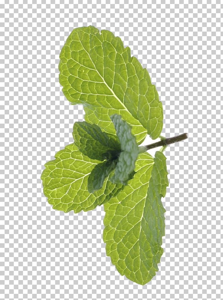 Peppermint Mentha Spicata Euclidean PNG, Clipart, Background Green, Citrus Xd7 Sinensis, Crude Drug, Download, Drawing Free PNG Download