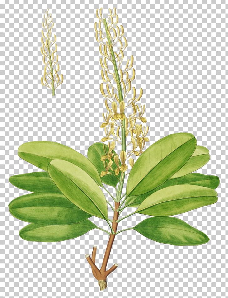 Vochysia Divergens Vochysia Aurifera Taxon Vochysia Guianensis Papuan Eagle PNG, Clipart, Geraniales, Herb, Herbalism, Leaf, Others Free PNG Download