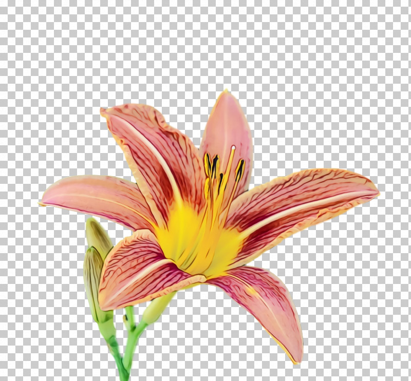 Cut Flowers Petal Daylilies Pink M Flower PNG, Clipart, Cut Flowers, Daylilies, Flower, Lily M, Paint Free PNG Download