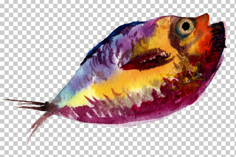 Fish Fish Parrotfish PNG, Clipart, Fish, Parrotfish Free PNG Download