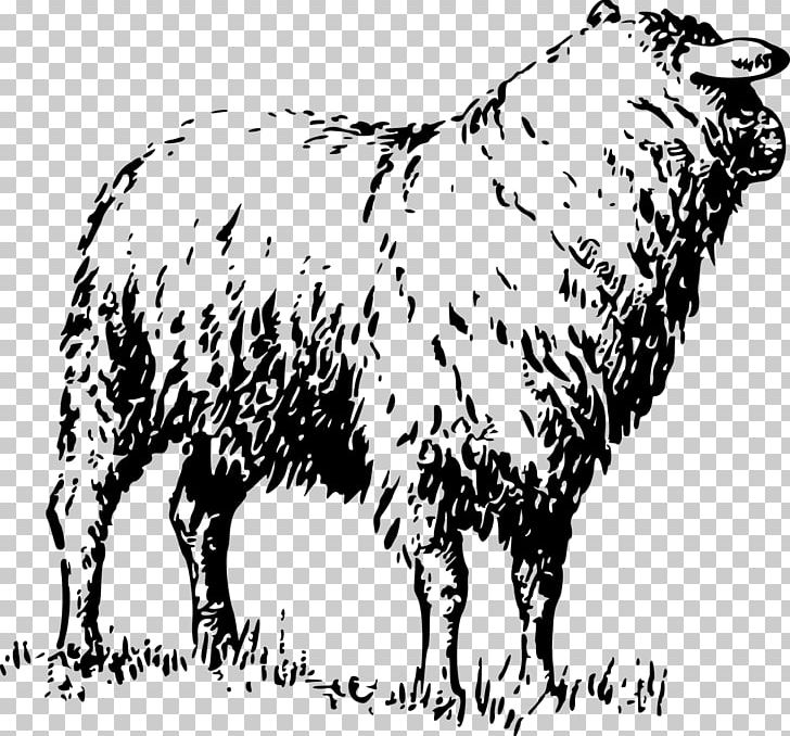 Badger Face Welsh Mountain Sheep Cattle Merino Livestock PNG, Clipart, Animal, Animals, Badger Face Welsh Mountain Sheep, Black And White, Bull Free PNG Download