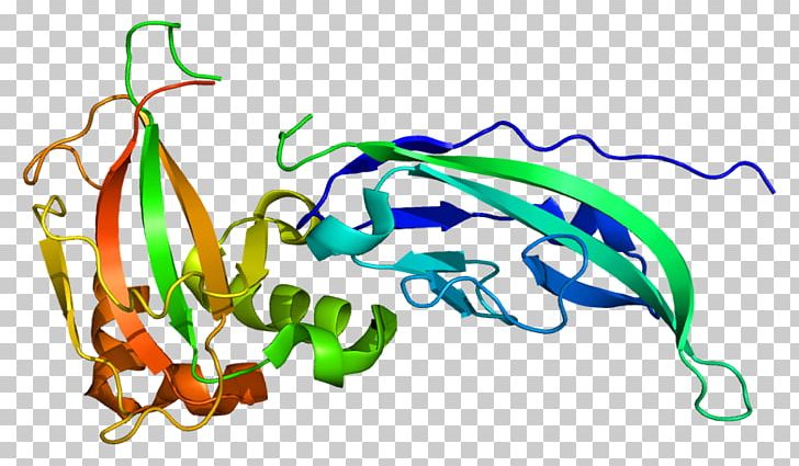 Dystroglycan Fukuyama Congenital Muscular Dystrophy Protein Dystrophin Skeletal Muscle PNG, Clipart, Area, Artwork, Basement Membrane, Cell, Dystroglycan Free PNG Download