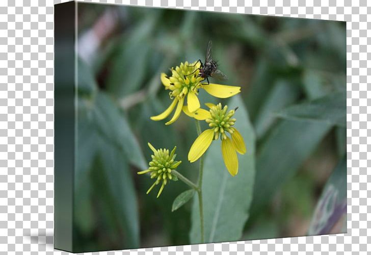 Honey Bee Flora Nectar Pollen PNG, Clipart, Bee, Flora, Flower, Honey, Honey Bee Free PNG Download