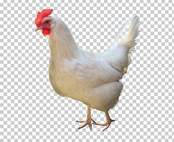 Leghorn Chicken Broiler Fried Chicken Stock Photography Chicken As Food PNG, Clipart, Beak, Bird, Broiler, Chicken, Chicken As Food Free PNG Download