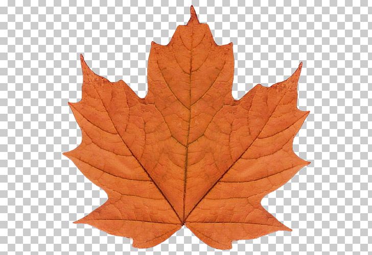 Maple Leaf Watercolor Painting Art PNG, Clipart, Art, Graphic Design, Green, Kreative Gifts, Leaf Free PNG Download