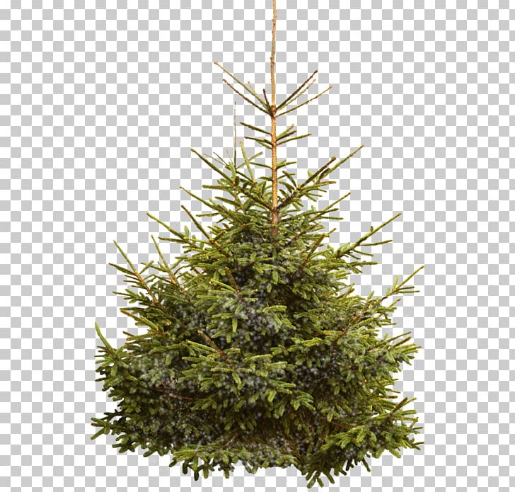 Nordmann Fir Norway Spruce Christmas Tree PNG, Clipart, Belgium, Christmas, Christmas Decoration, Christmas Ornament, Conifer Free PNG Download