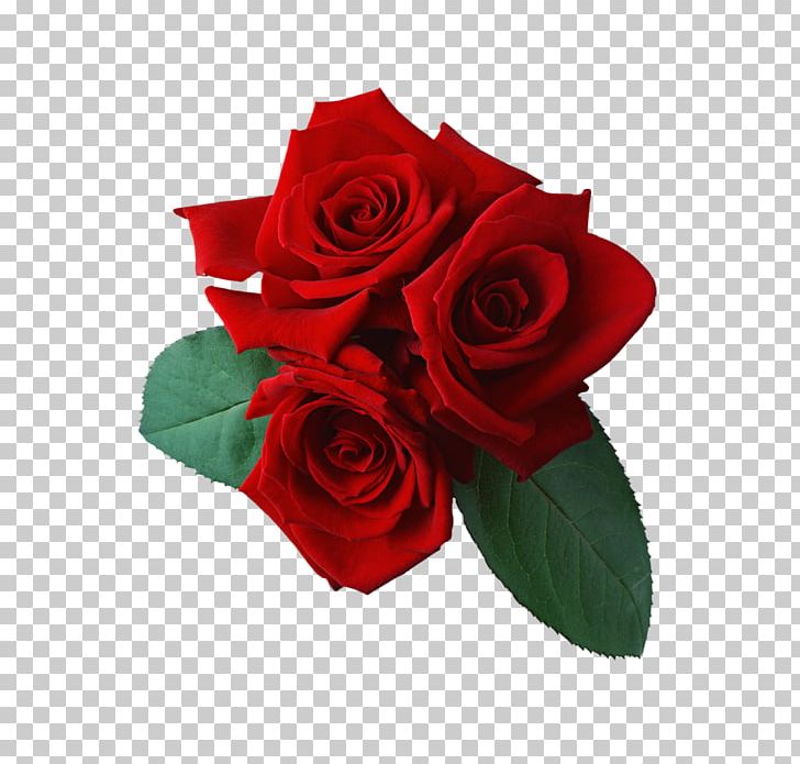 Rose Desktop PNG, Clipart, Cut Flowers, Desktop Wallpaper, Display Resolution, Document, Download Free PNG Download