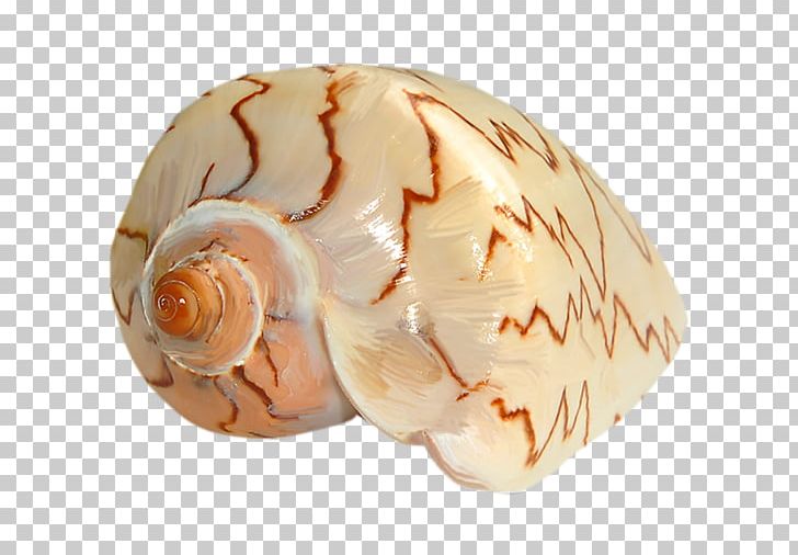 Snail Oyster Clam Mussel Conchology PNG, Clipart, Accessories, Clams Oysters Mussels And Scallops, Cobochon Jewelry, Conch Shell, Creative Jewelry Free PNG Download