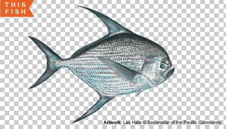 Hawaii Marlin Fishing Pomfret Taractichthys Steindachneri PNG, Clipart, Cafe Pesto, Cooking, Fauna, Fin, Fish Free PNG Download