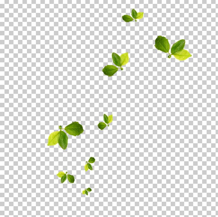 Leaf PNG, Clipart, Branch, Download, Float, Flora, Grass Free PNG Download