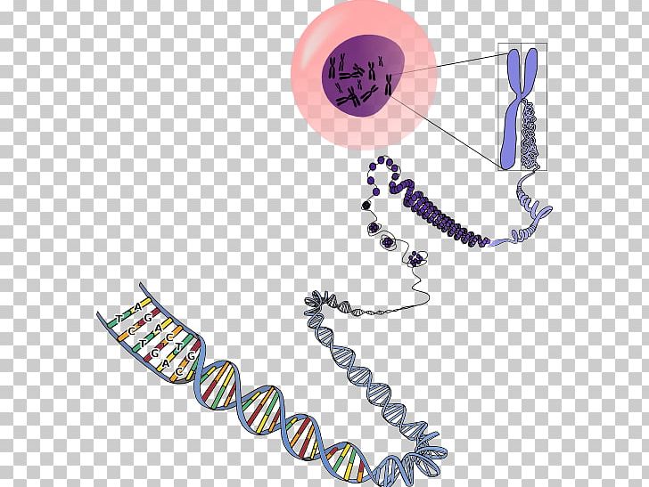 RNA Chromosome Genetics DNA PNG, Clipart, Body Jewelry, Cell, Chromosome, Custom Line 97, Dna Free PNG Download
