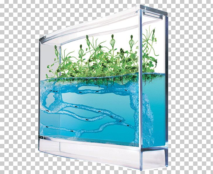 Ants And Plants Formicarium Ecosystem PNG, Clipart, Ant, Ant Colony, Ant Farm, Aqua, Aquarium Free PNG Download